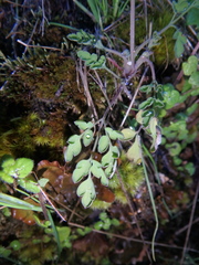 Corydalis mildbraedii