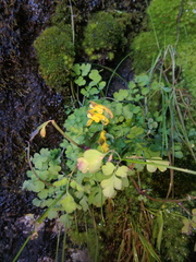 Corydalis mildbraedii