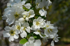 Exochorda