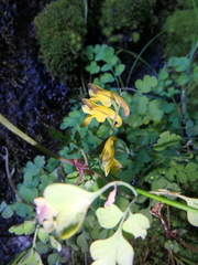 Corydalis mildbraedii