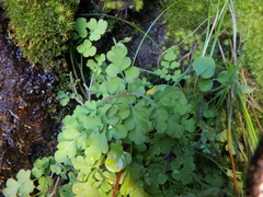 Corydalis mildbraedii