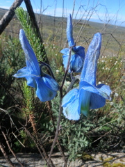 Delphinium macrocentrum