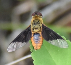 Chrysanthrax cypris