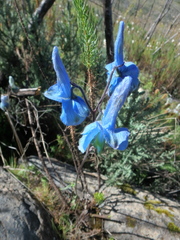 Delphinium macrocentrum