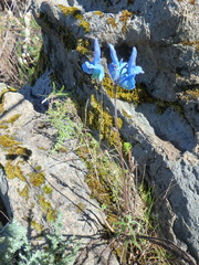 Delphinium macrocentrum