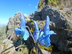 Delphinium macrocentrum