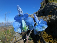Delphinium macrocentrum