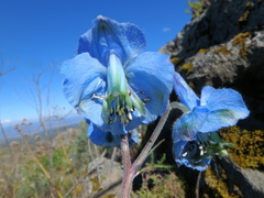 Delphinium macrocentrum
