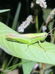 Bermius brachycerus