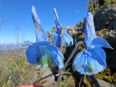 Delphinium macrocentrum