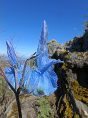 Delphinium macrocentrum