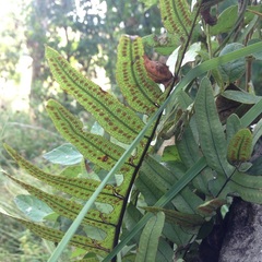 Phlebodium araneosum