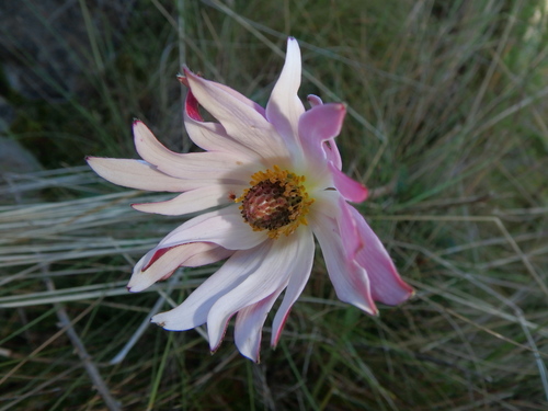 Anemone thomsonii