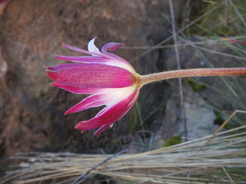 Anemone thomsonii