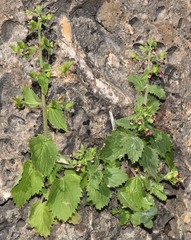 Scrophularia arguta