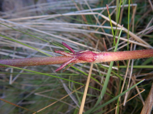 Anemone thomsonii