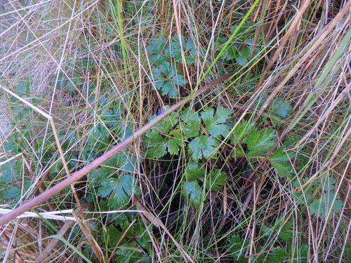 Anemone thomsonii