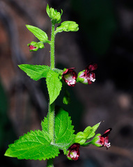 Scrophularia arguta