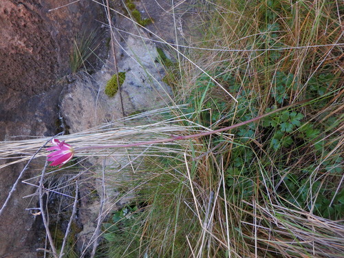 Anemone thomsonii