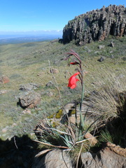 Gladiolus watsonioides