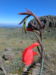 Gladiolus watsonioides