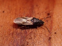 Metopoplax ditomoides