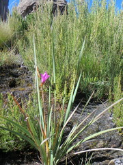 Dierama cupuliflorum