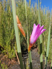 Dierama cupuliflorum