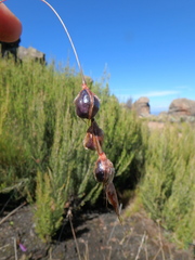 Dierama cupuliflorum