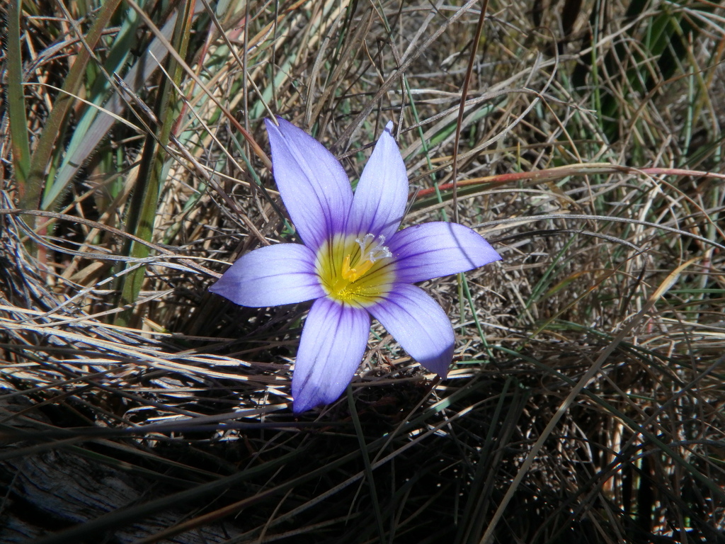 Romulea congoensis