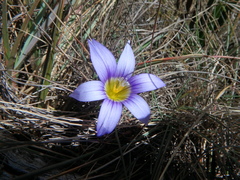 Romulea congoensis