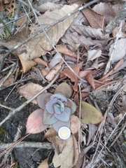 Echeveria rubromarginata