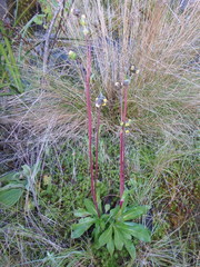 Eschenbachia subscaposa