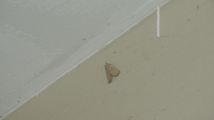 Hyamia unicolorata