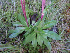 Eschenbachia subscaposa