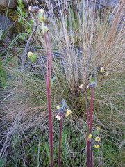 Eschenbachia subscaposa