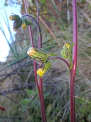 Eschenbachia subscaposa