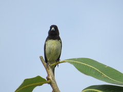 Sporophila nigricollis