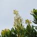 Vochysia thyrsoidea - Photo (c) Rosa Cartagenes, algunos derechos reservados (CC BY-NC), subido por Rosa Cartagenes