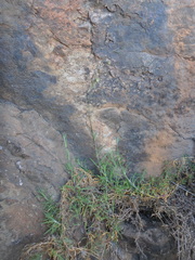 Silene burchellii modesta