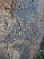 Silene burchellii modesta