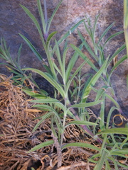 Silene burchellii modesta