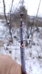 Acer negundo violaceum