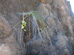 Umbilicus botryoides