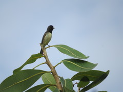 Sporophila nigricollis