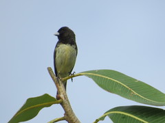 Sporophila nigricollis