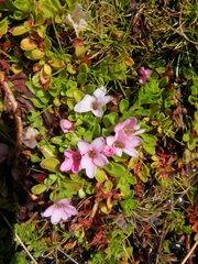 Lysimachia serpens