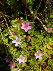 Lysimachia serpens