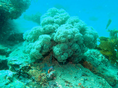 Dendronephthya australis