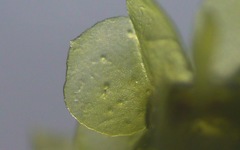 Scapania compacta